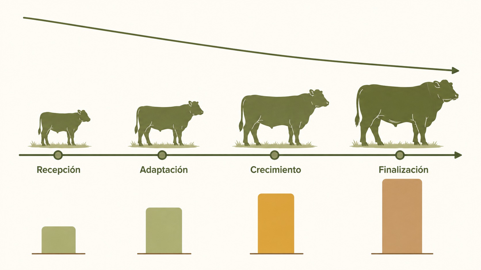 Diagrama de las cuatro etapas de engorda con el crecimiento del animal y el aumento del consumo de materia seca