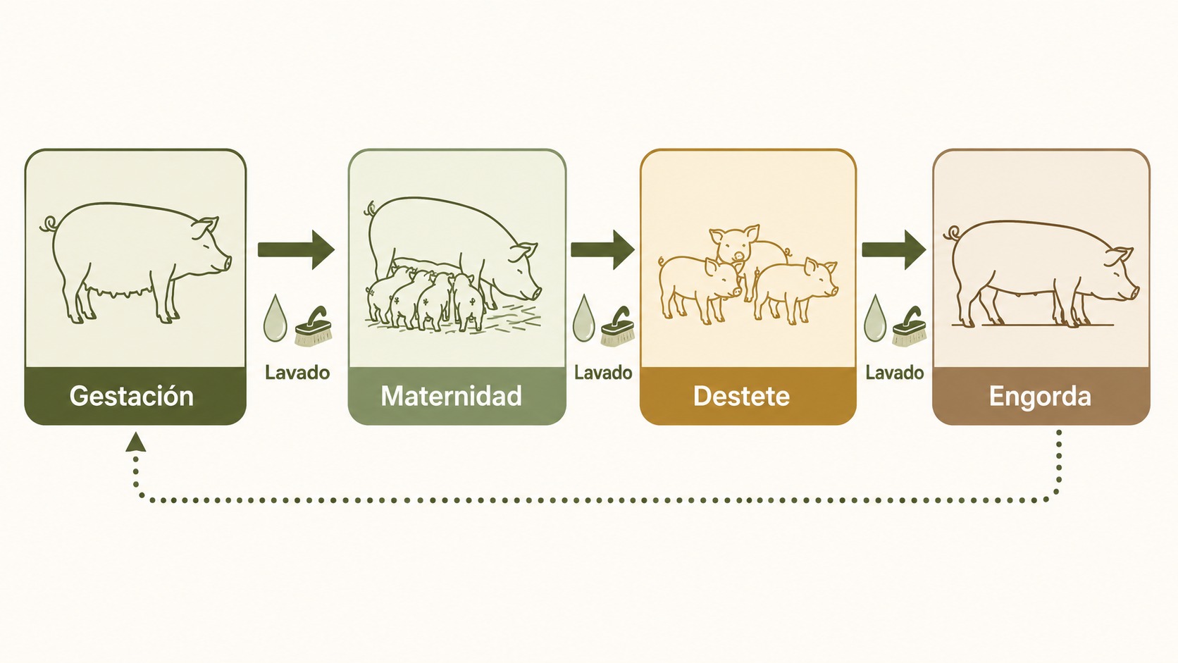 Diagrama de flujo todo dentro todo fuera con las etapas de gestación, maternidad, destete y engorda