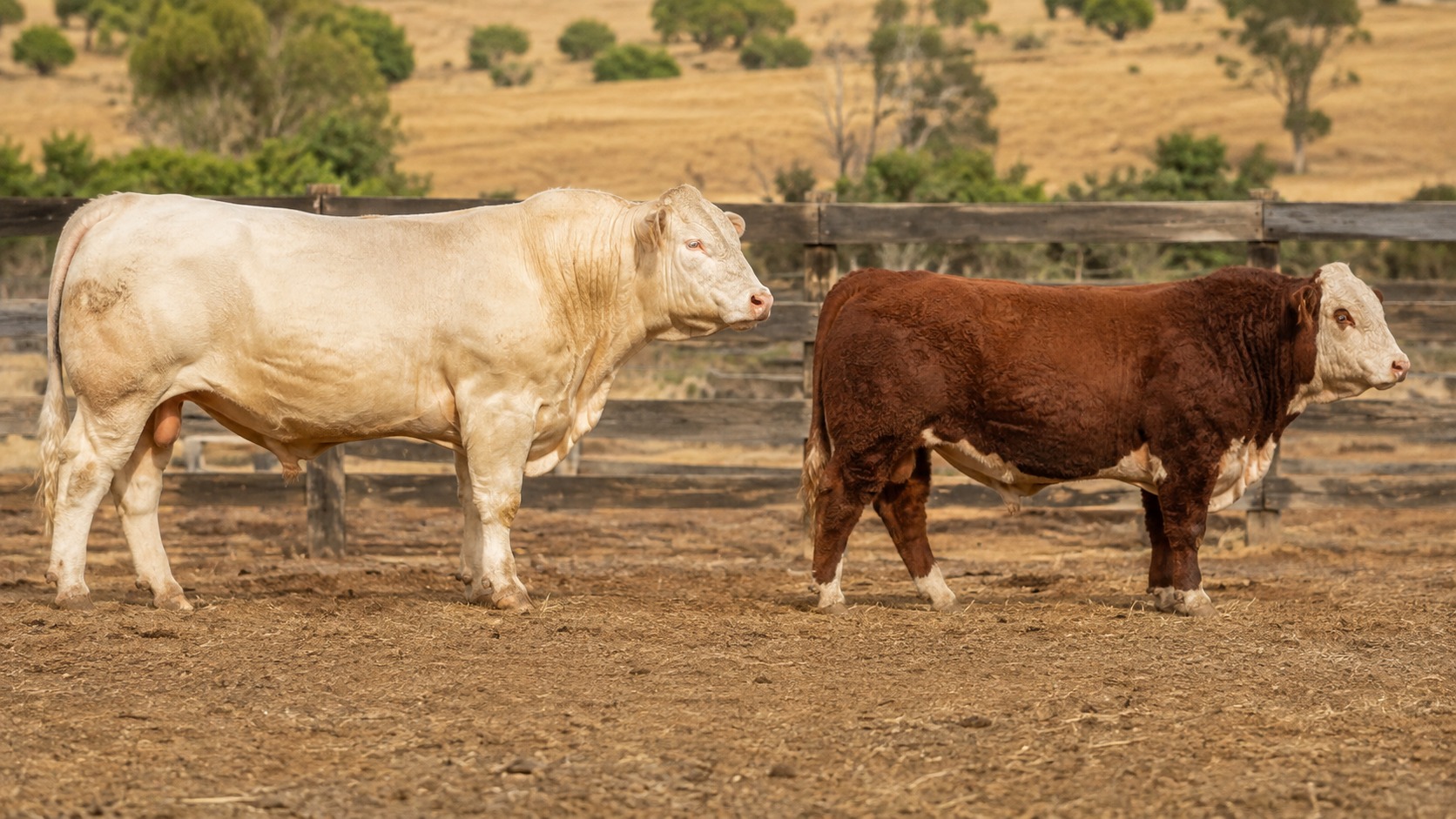 Toro Charolais y toro Hereford lado a lado mostrando diferencias de tamaño y musculatura