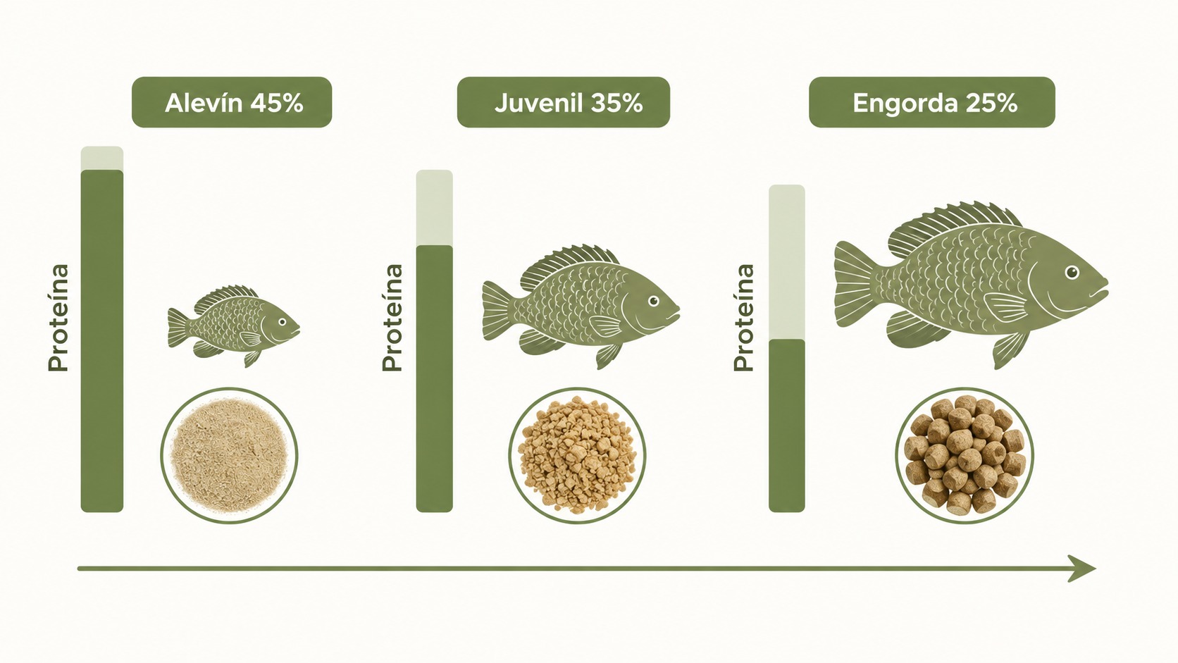 Diagrama del ajuste de proteína y calibre de alimento según la etapa de crecimiento de la tilapia