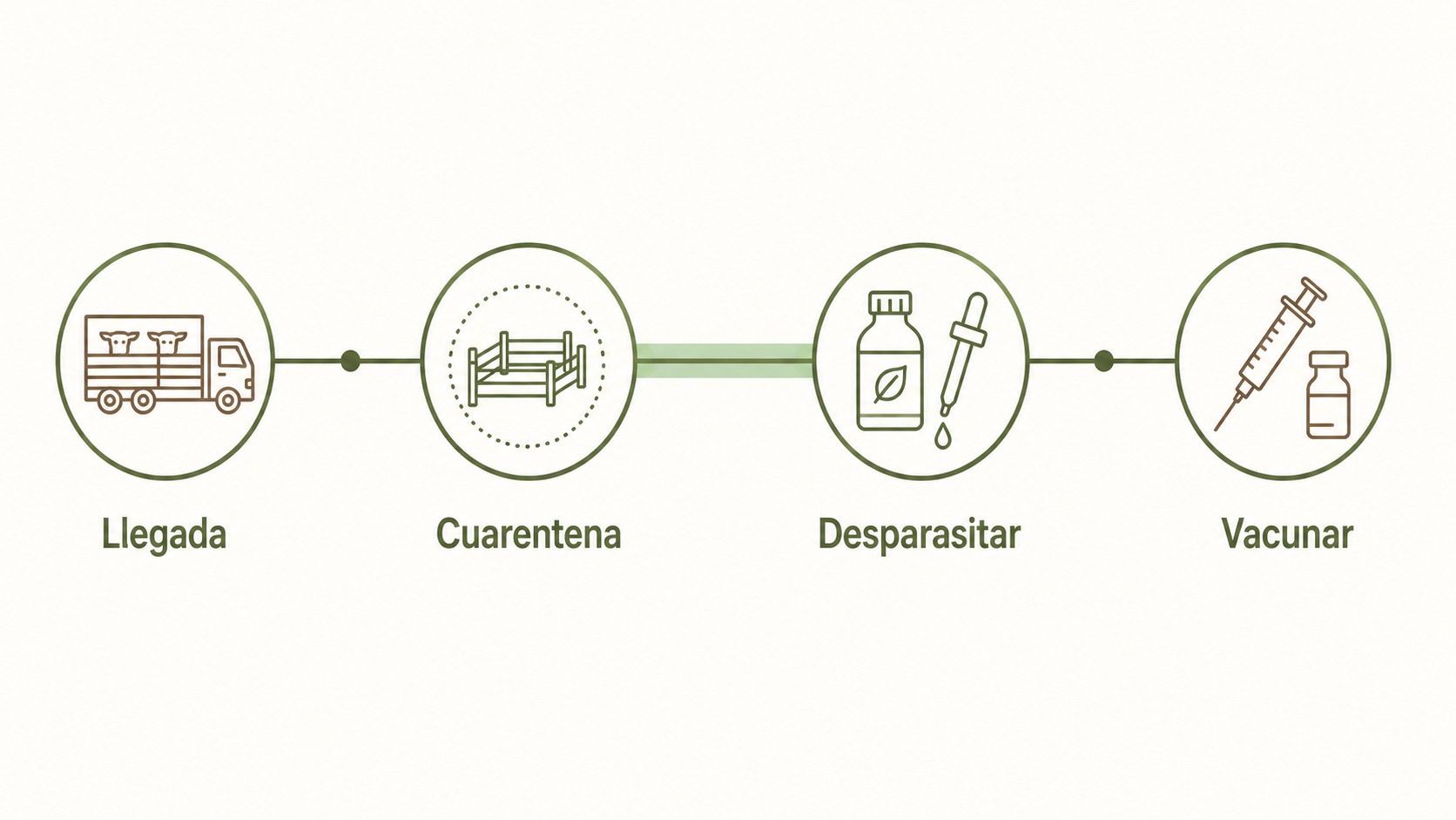 Línea de tiempo del plan sanitario ovino desde la llegada hasta la vacunación